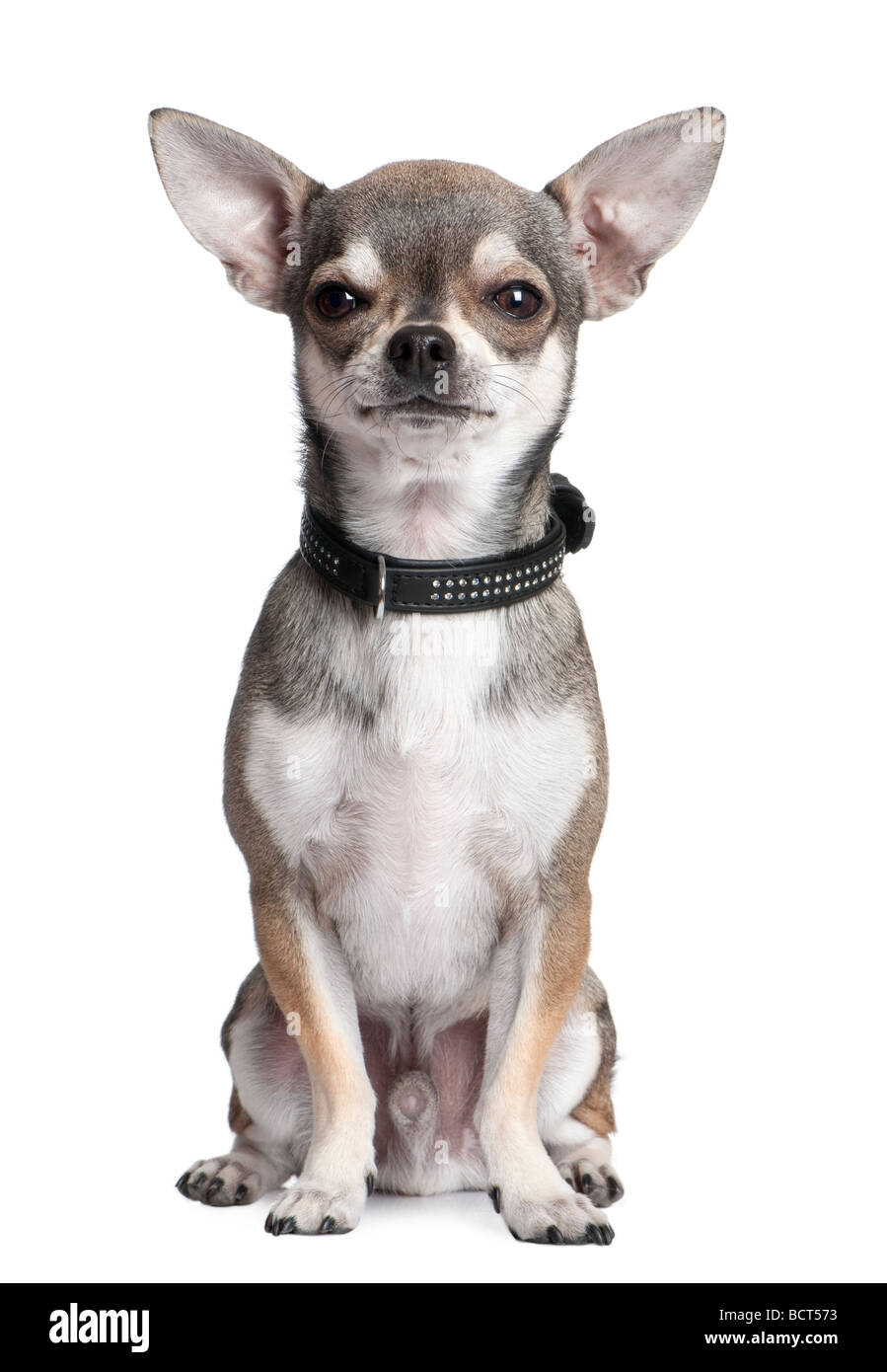 Chihuahua vor einem weißen Hintergrund, Studio gedreht Stockfoto