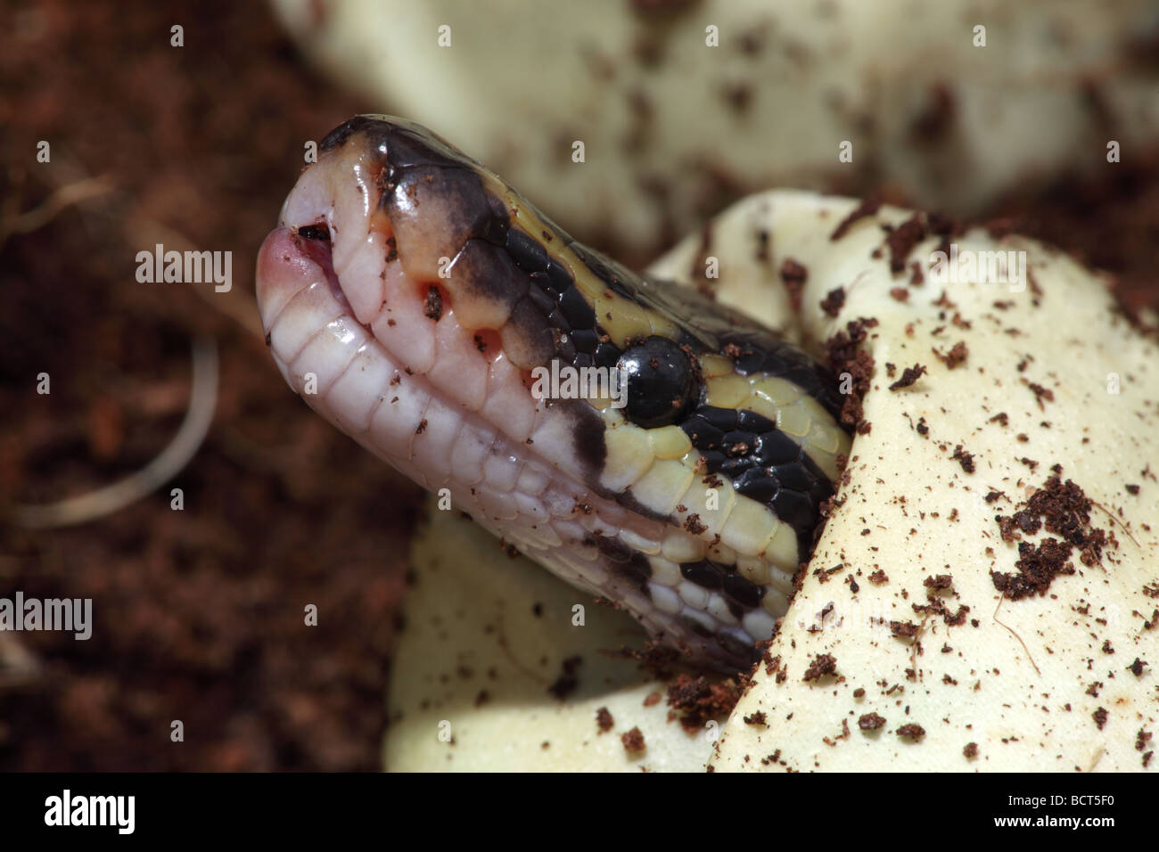 Königspython (Python Regius) Gefangenschaft schlüpfen aus Ei - Afrika Stockfoto