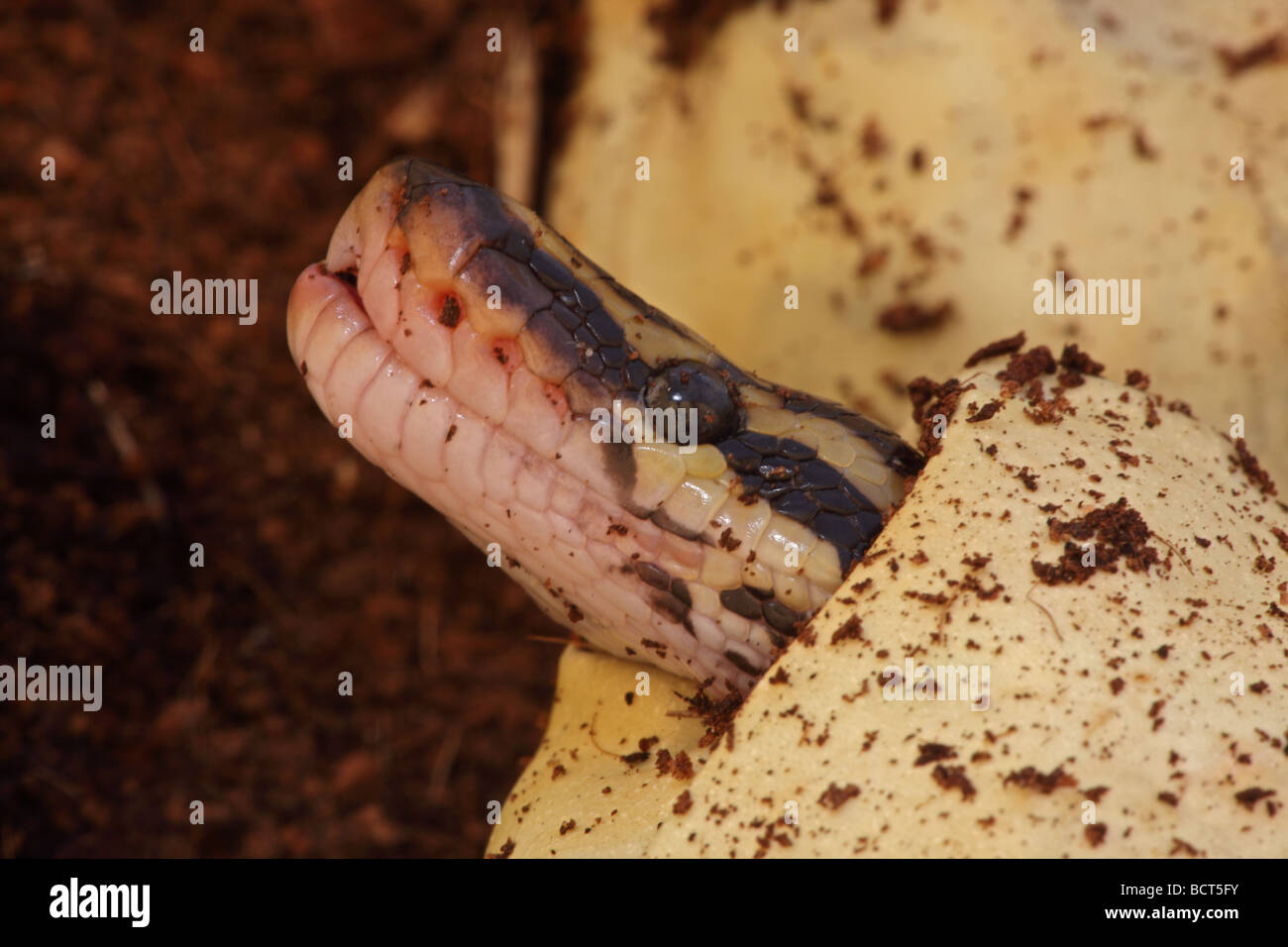 Königspython (Python Regius) Gefangenschaft schlüpfen aus Ei - Afrika Stockfoto