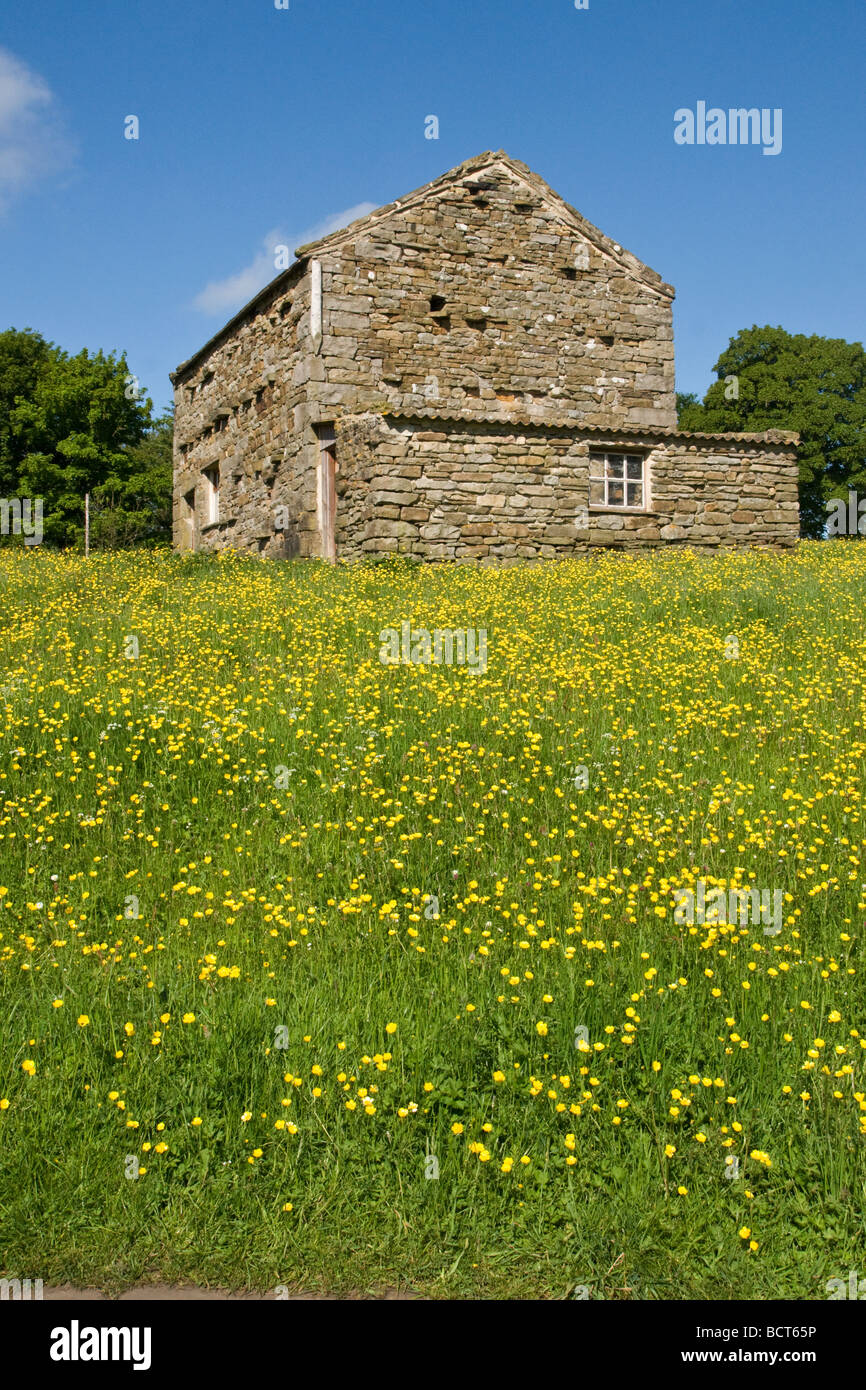 Scheune und Frühling Blumen in einem traditionellen Mähwiese im Swaledale Stockfoto