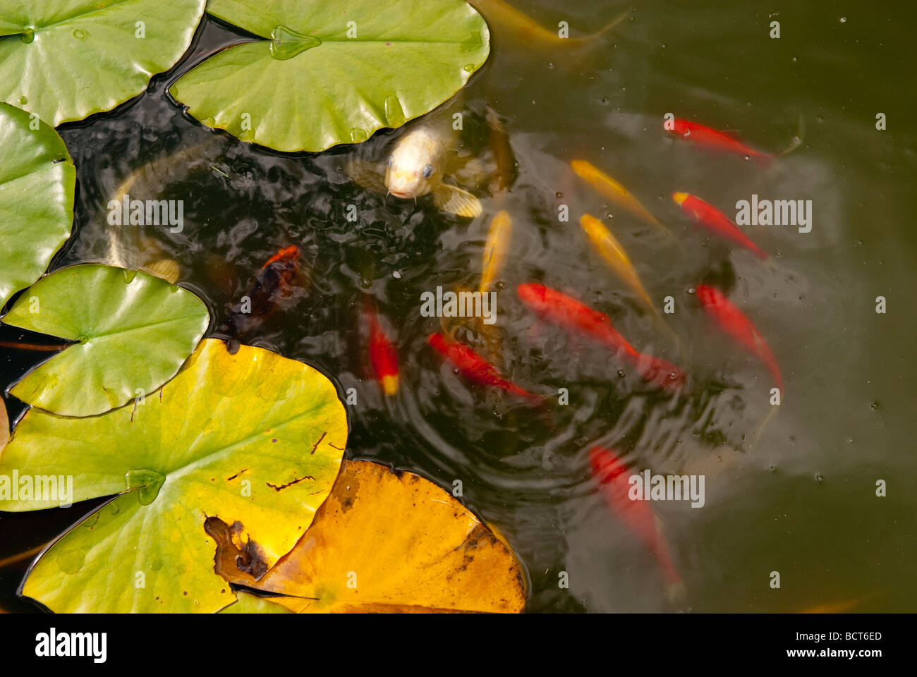 Britischer goldfisch Fotos und Bildmaterial in hoher Auflösung Alamy