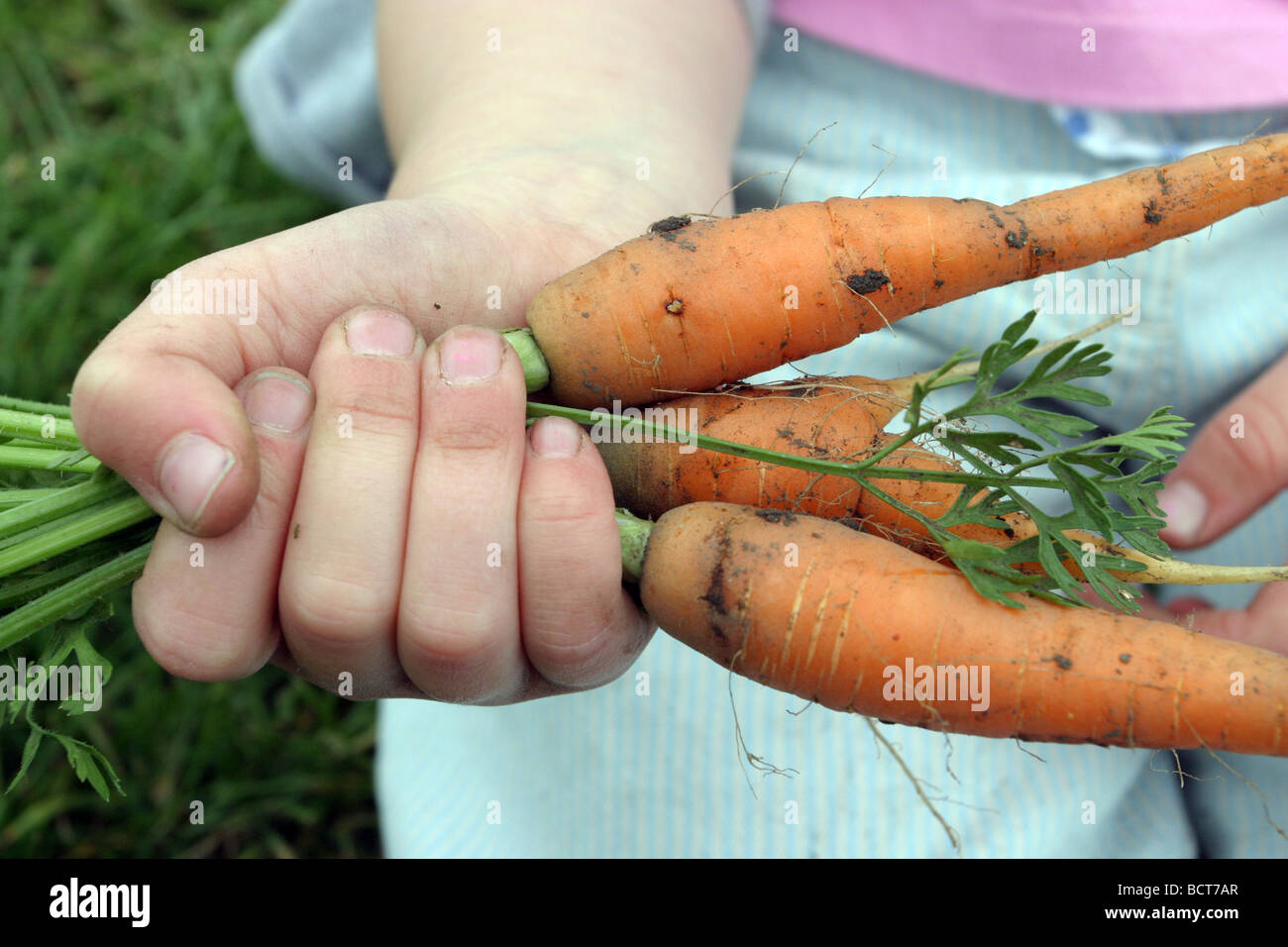 Junges Mädchen hält eine Reihe von zu Hause gewachsen Bio-Karotten Stockfoto