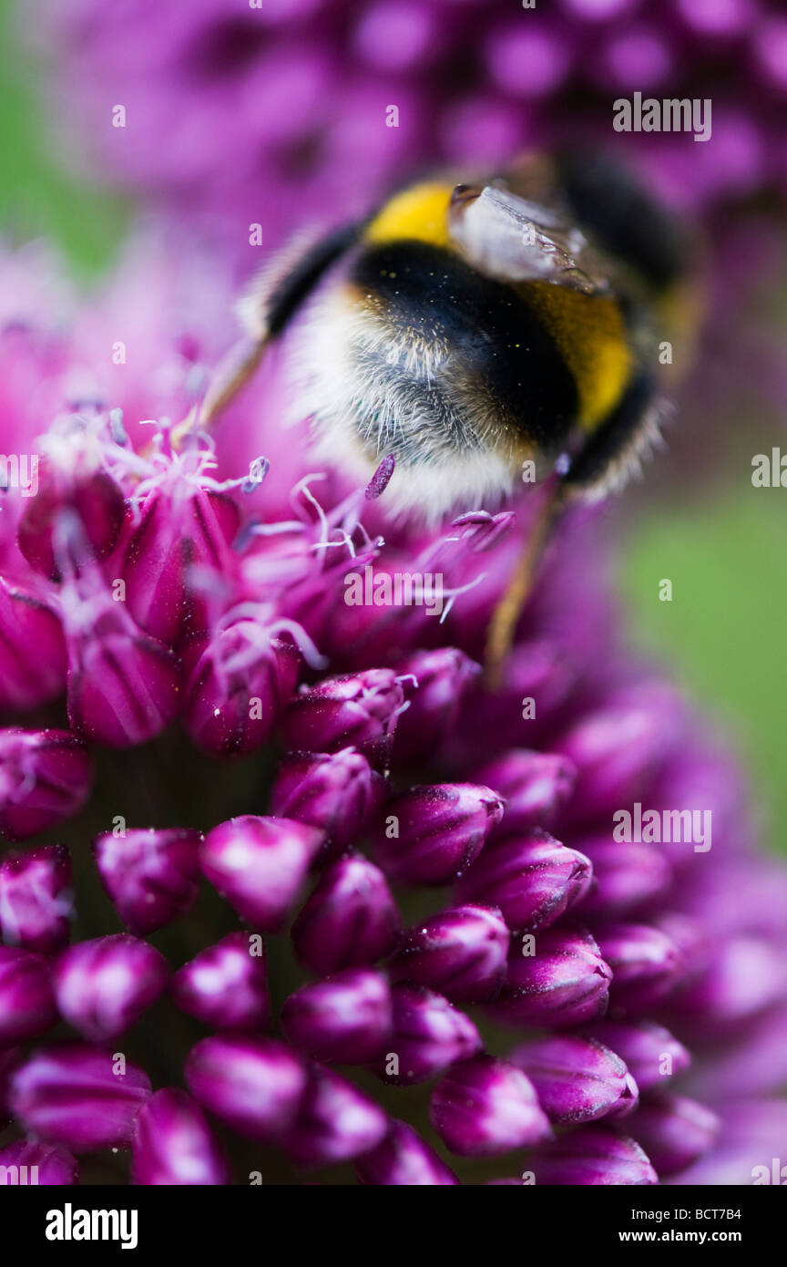 Hummel, die Fütterung auf Allium Sphaerocephalon Blume in einem englischen Garten Stockfoto