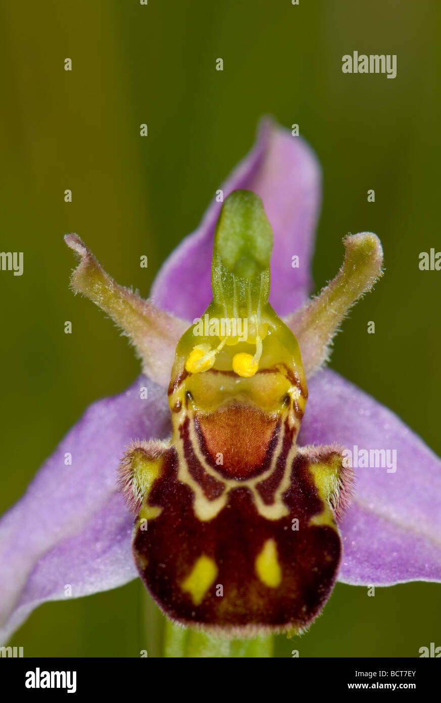 Nahaufnahme der eine Biene Orchidee auf einer englischen Wiese Stockfoto