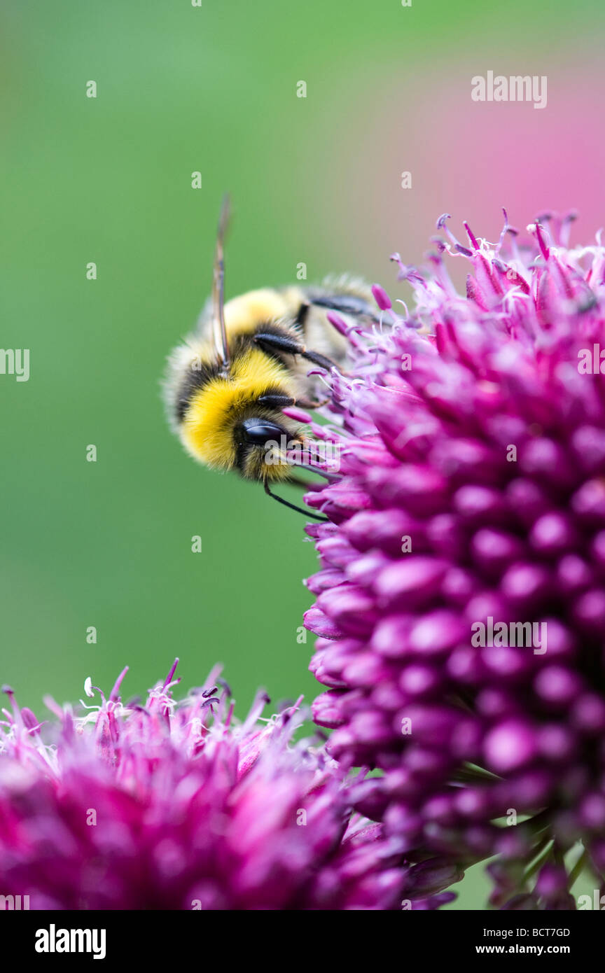 Hummel, die Fütterung auf Allium Sphaerocephalon Blume in einem englischen Garten Stockfoto