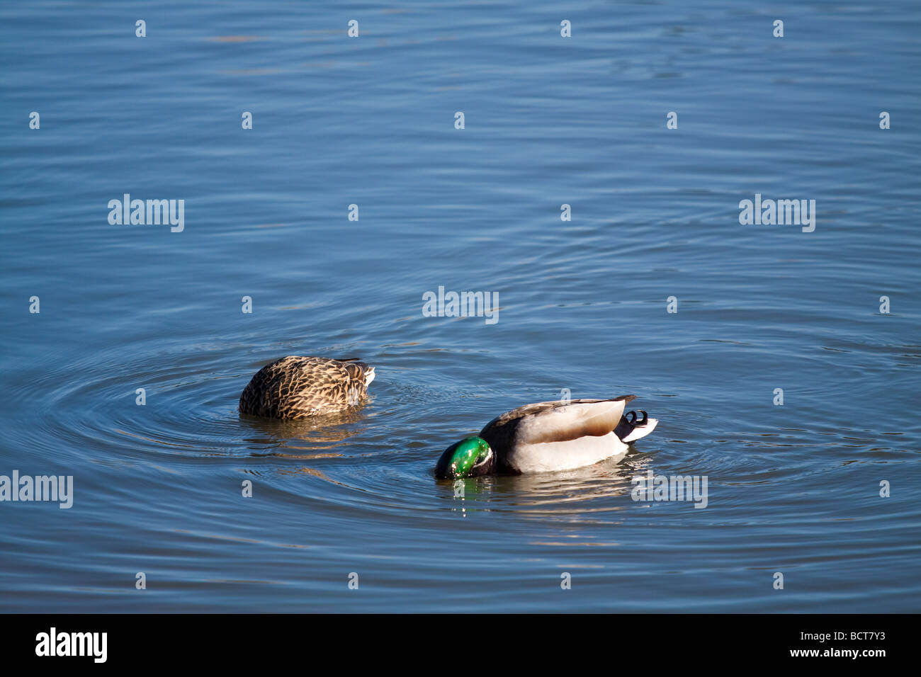 Paar von Mallard Enten füttern. Stockfoto