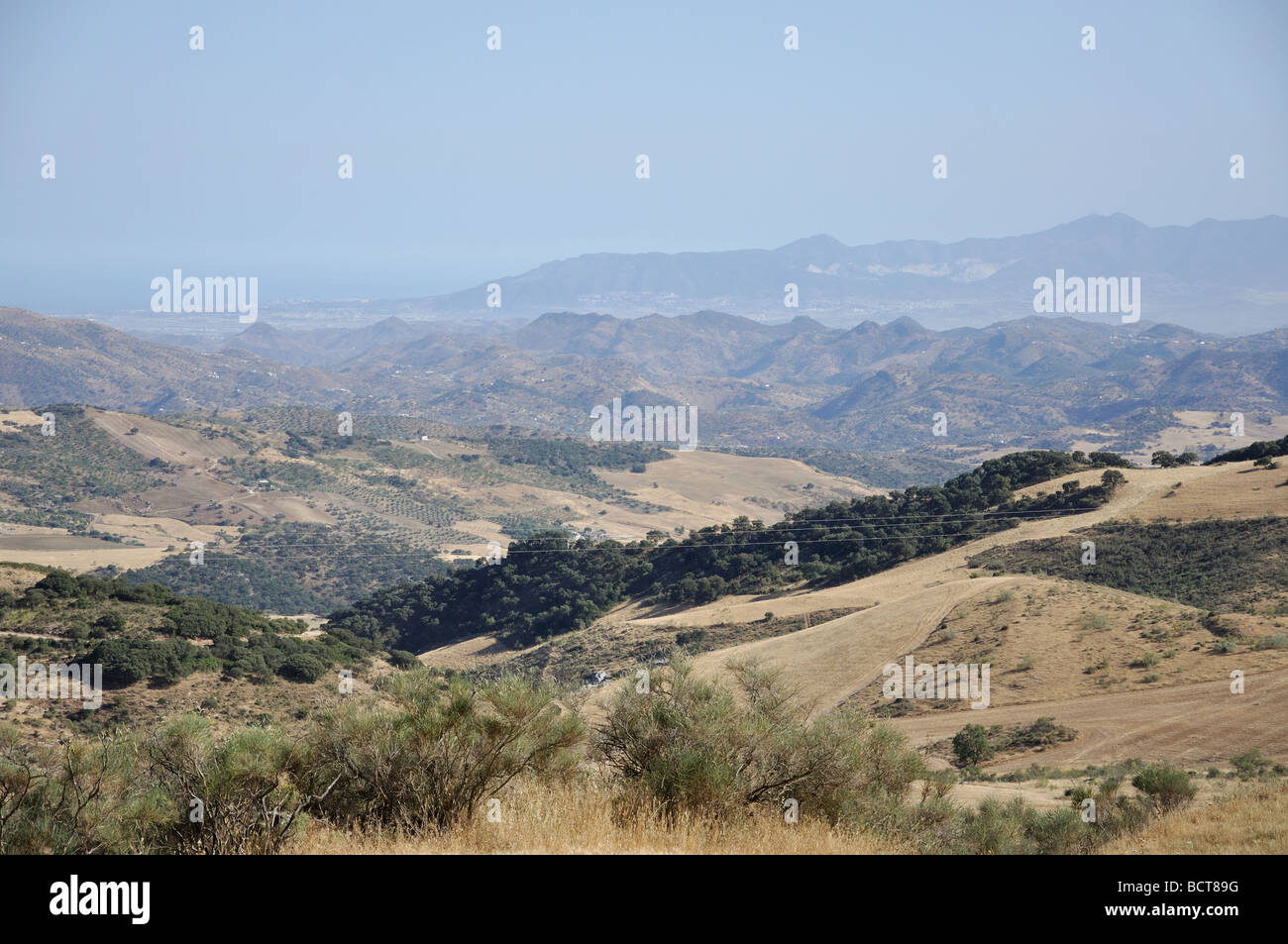 Landschaft mit Olivenhainen, in der Nähe von Antequera, Provinz Malaga, Andalusien, Spanien Stockfoto