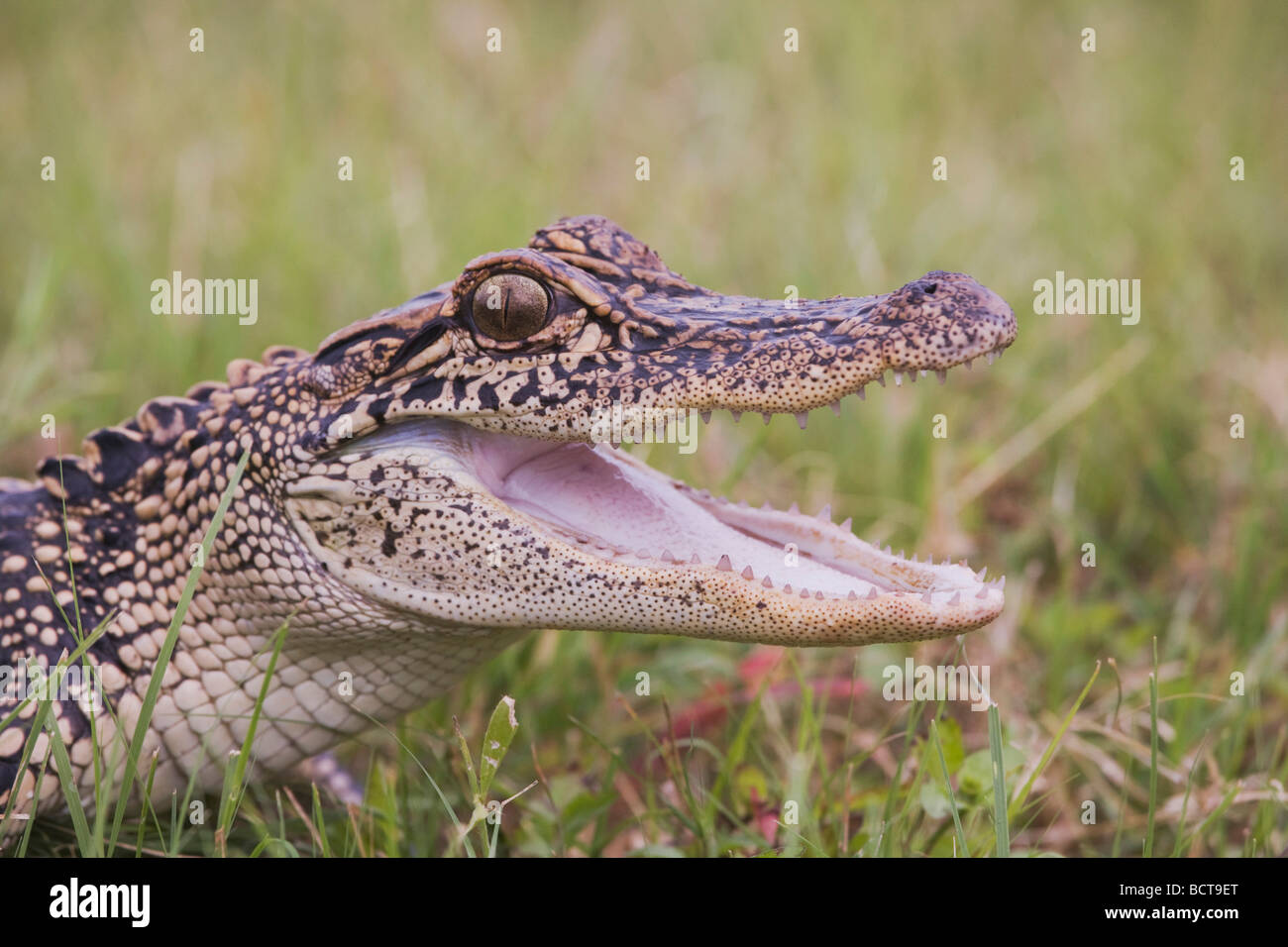 Amerikanischer Alligator Alligator Mississipiensis Sinton Fronleichnam Coastal Bend, Texas USA Stockfoto