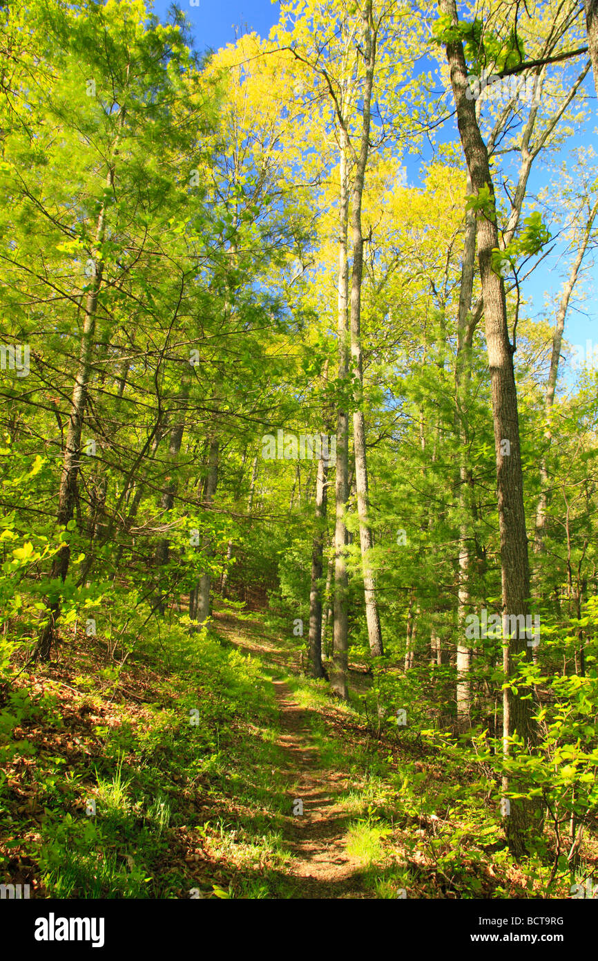 Shenandoah Mountain Trail Shenandoah Mountain West Augusta Virginia Stockfoto