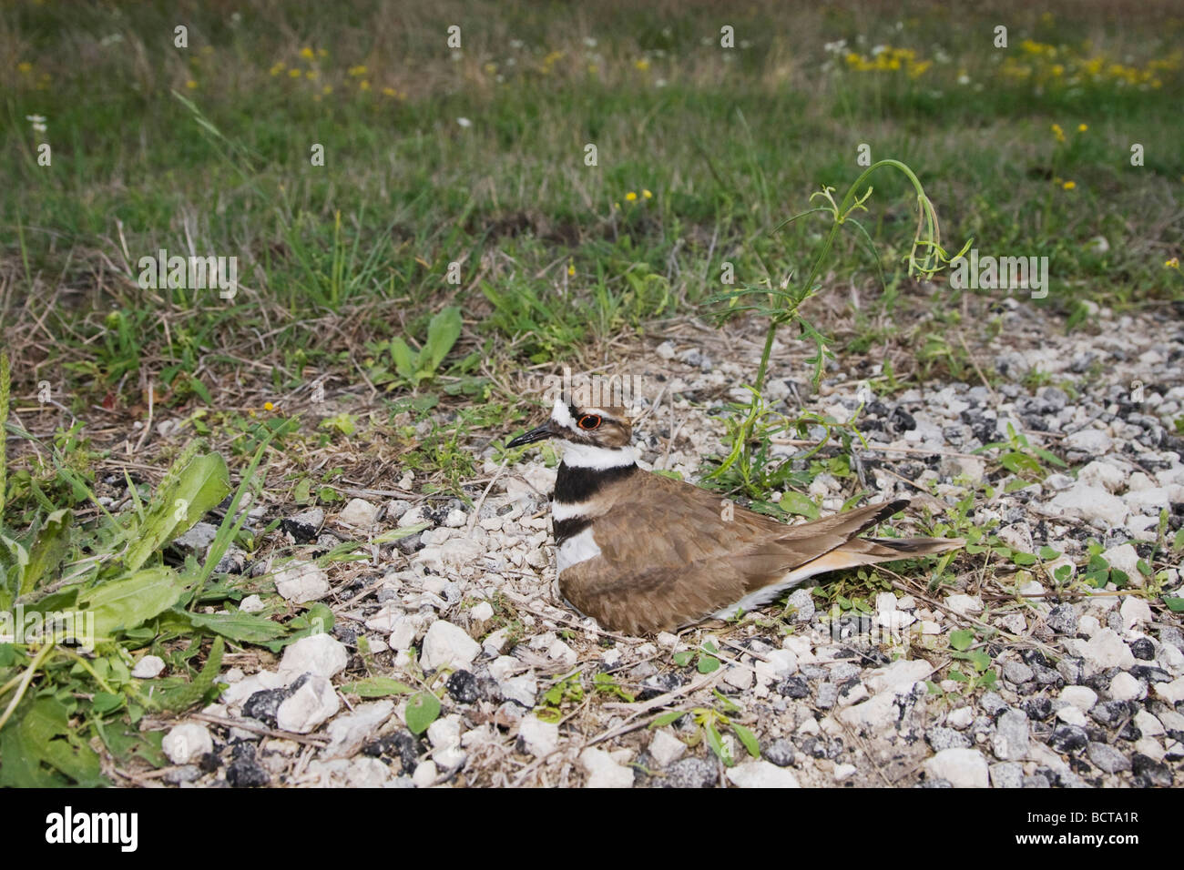 Killdeer Charadrius Vociferus Erwachsenen auf Nest mit Eiern Sinton Fronleichnam Coastal Bend, Texas USA Stockfoto