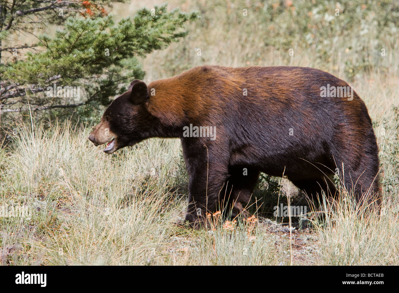Schwarzer Bär in Waterton National Park, Alberta, Kanada Stockfoto