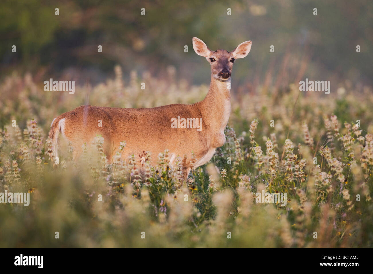 White-tailed Deer Odocoileus Virginianus Sinton Fronleichnam Coastal Bend, Texas USA Stockfoto