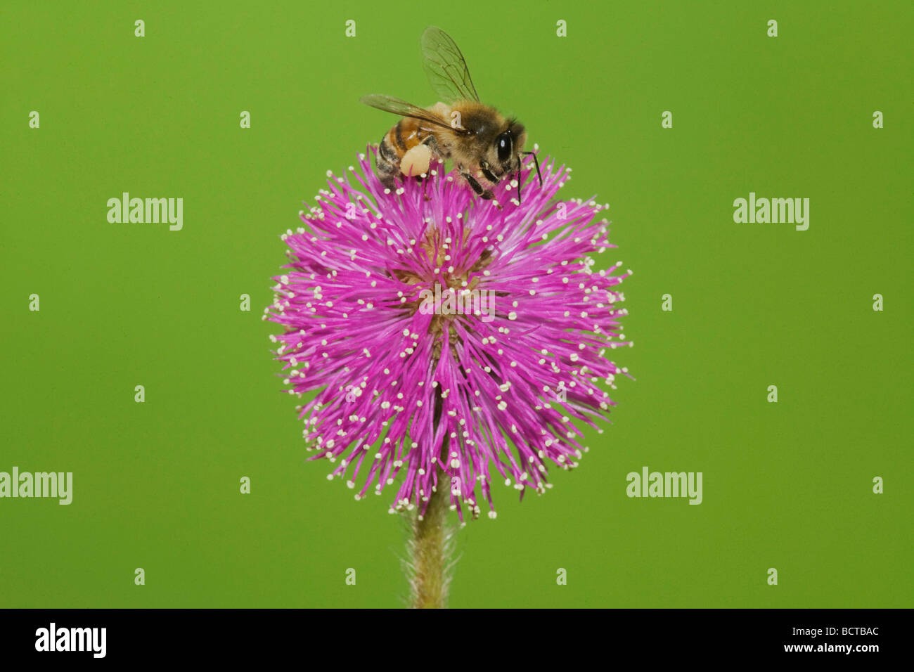Honig Biene Apis Mellifera Erwachsenen Fütterung auf sensible Briar Mimosa Nuttallii Sinton Fronleichnam Coastal Bend, Texas USA Stockfoto