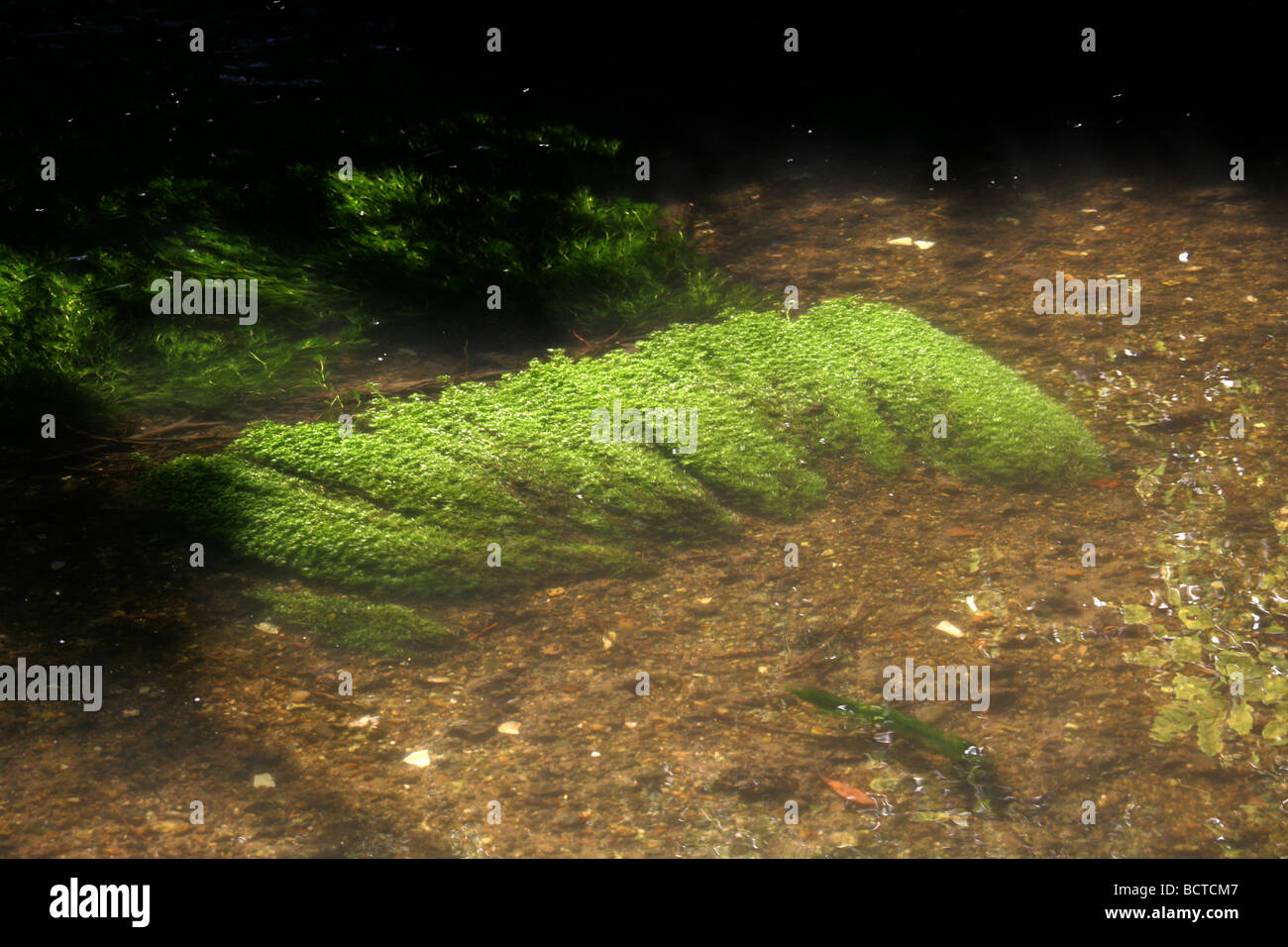 Wasser Unkraut in Kreide Bach, Fluss Ver, Hertfordshire Stockfoto