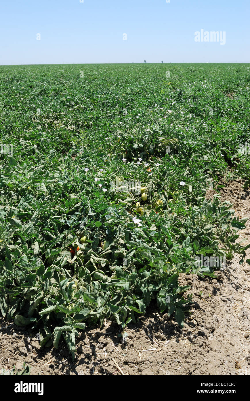 Bereich der Tomaten auf der Rebe in der Nähe von Kettleman Stadt central Valley in Kalifornien Stockfoto