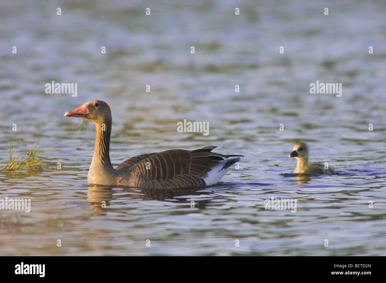 Graugans Gans Anser Anser Erwachsener mit jungen Nationalpark Lake Neusiedl Burgenland Österreich April 2007 Stockfoto