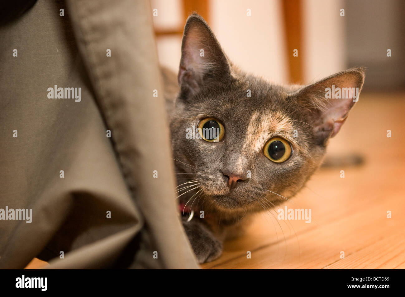 Porträt einer inländischen Haus Katze versteckt sich hinter der Couch, bereit zum Sprung Stockfoto