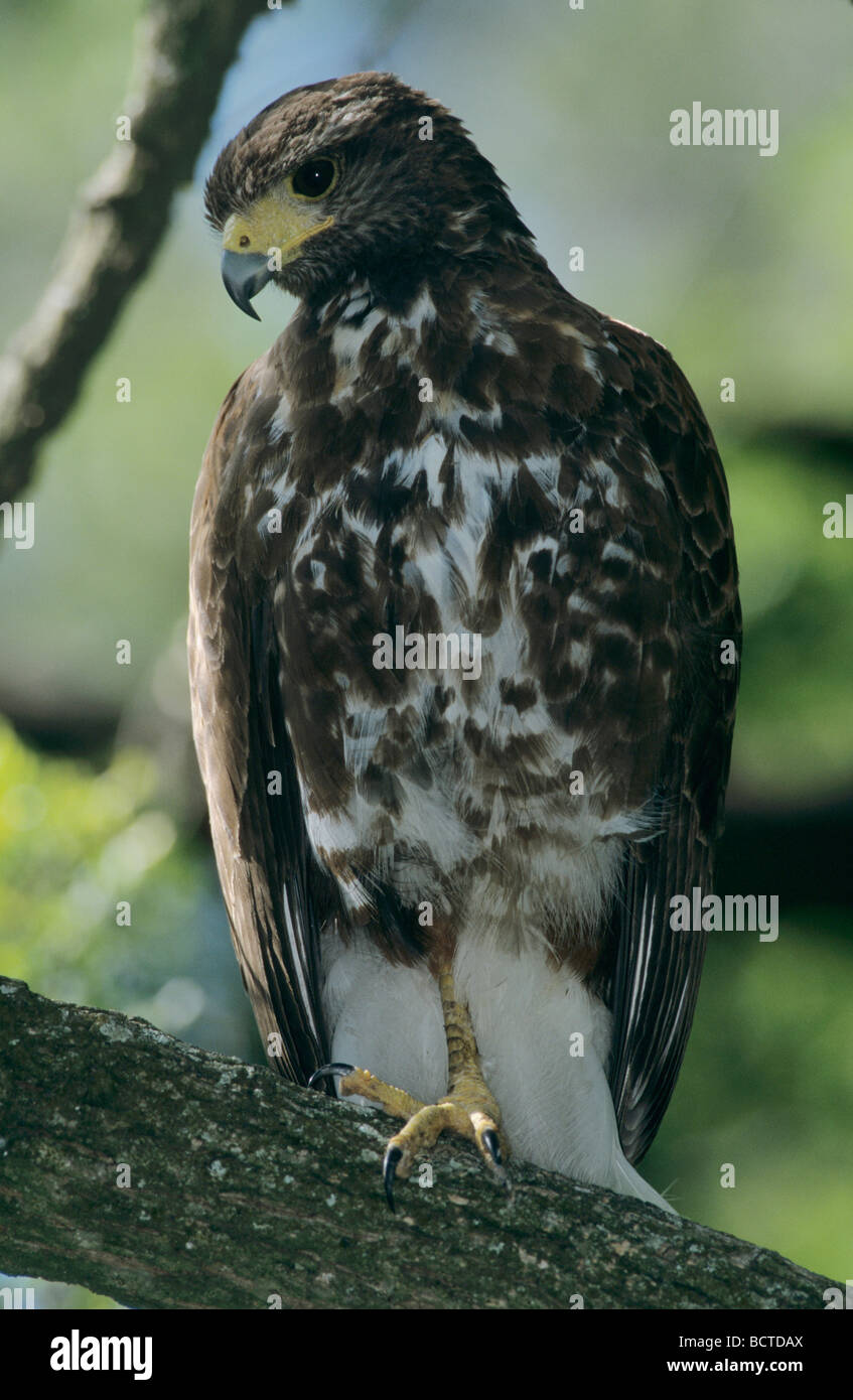 Harris s Hawk Parabuteo Unicinctus unreifen Santa Ana National Wildlife Refuge Texas USA Dezember 2003 Stockfoto