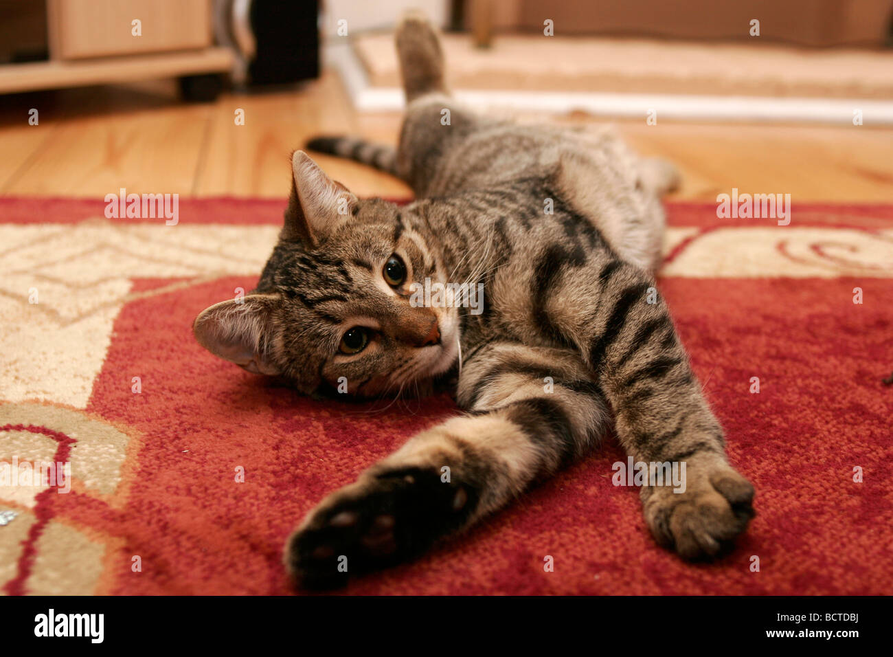 Porträt von einer einheimischen Hauskatze Stockfoto