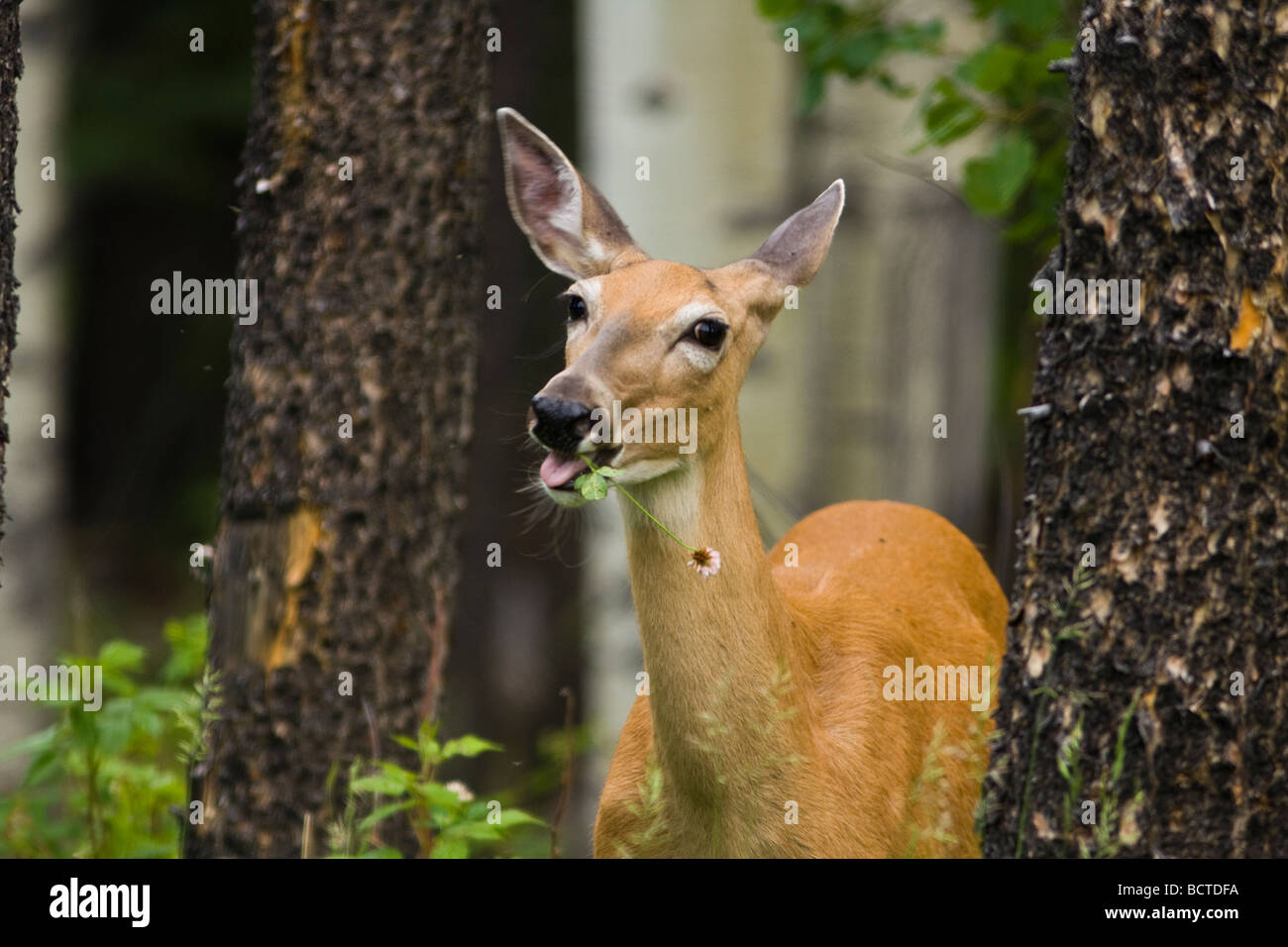Ein Junge Whitetail Doe Reh Weiden auf ein Stück Gras in einem Wald. Stockfoto