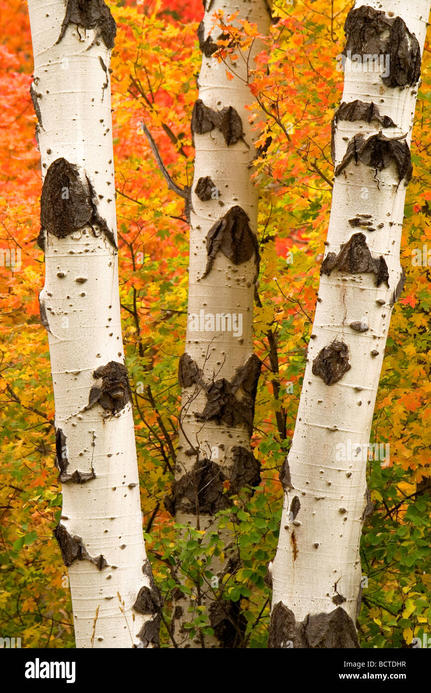 Stand der weißen Rinde Bäume im Herbst mit gelb rot Orange Blätter Cottonwood Aspen Baum Stockfoto