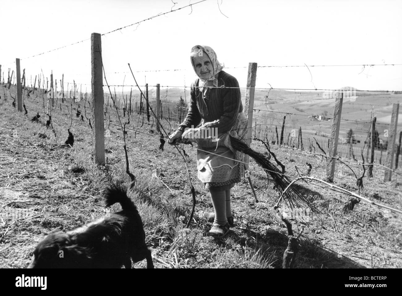 Frauen bei der Arbeit in den Weinbergen rund um von Moncalvo Asti Italien Stockfoto