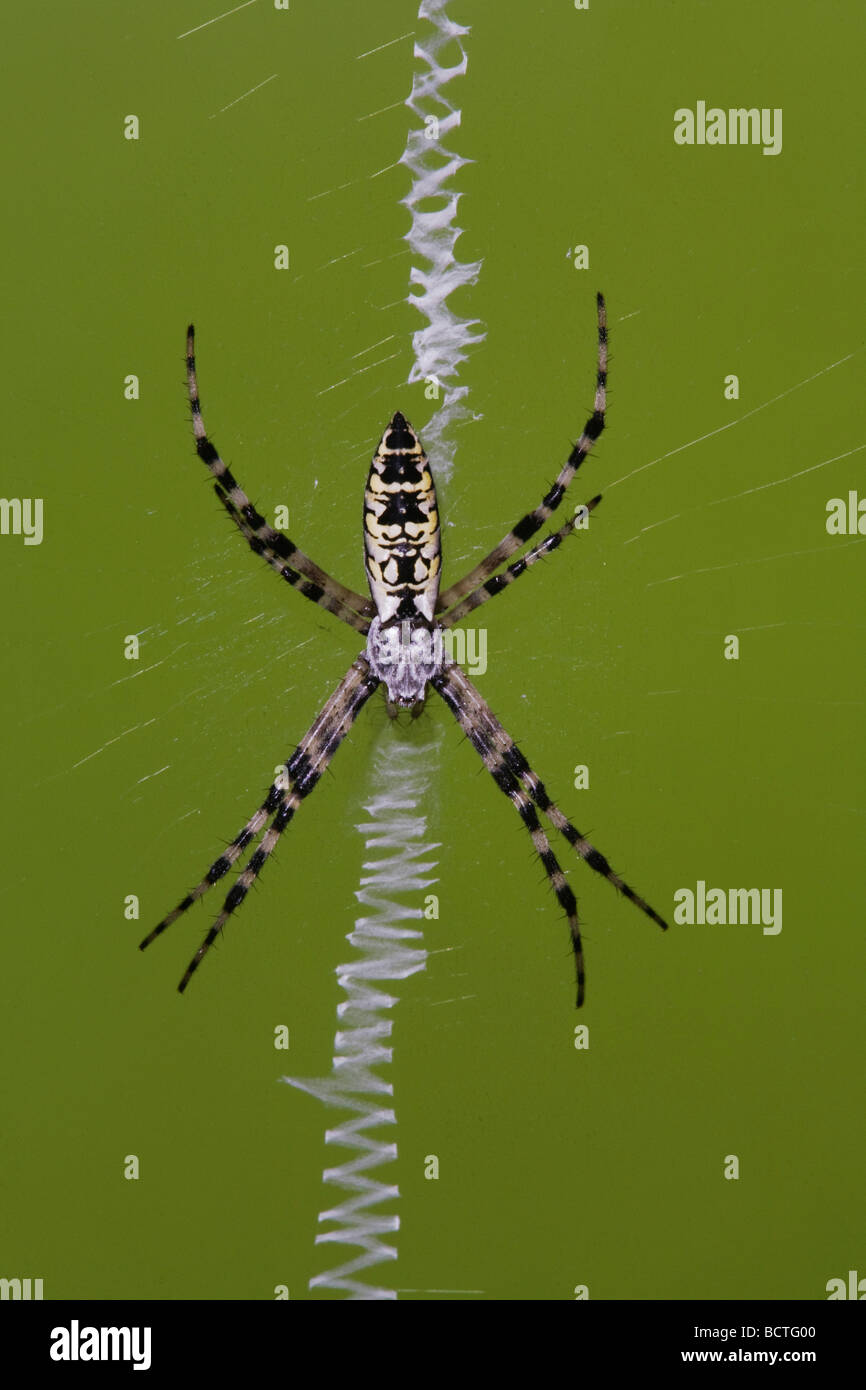 Gelbe Garten Spider Argiope Aurantia Erwachsener im Web Sinton Fronleichnam Coastal Bend, Texas USA Stockfoto