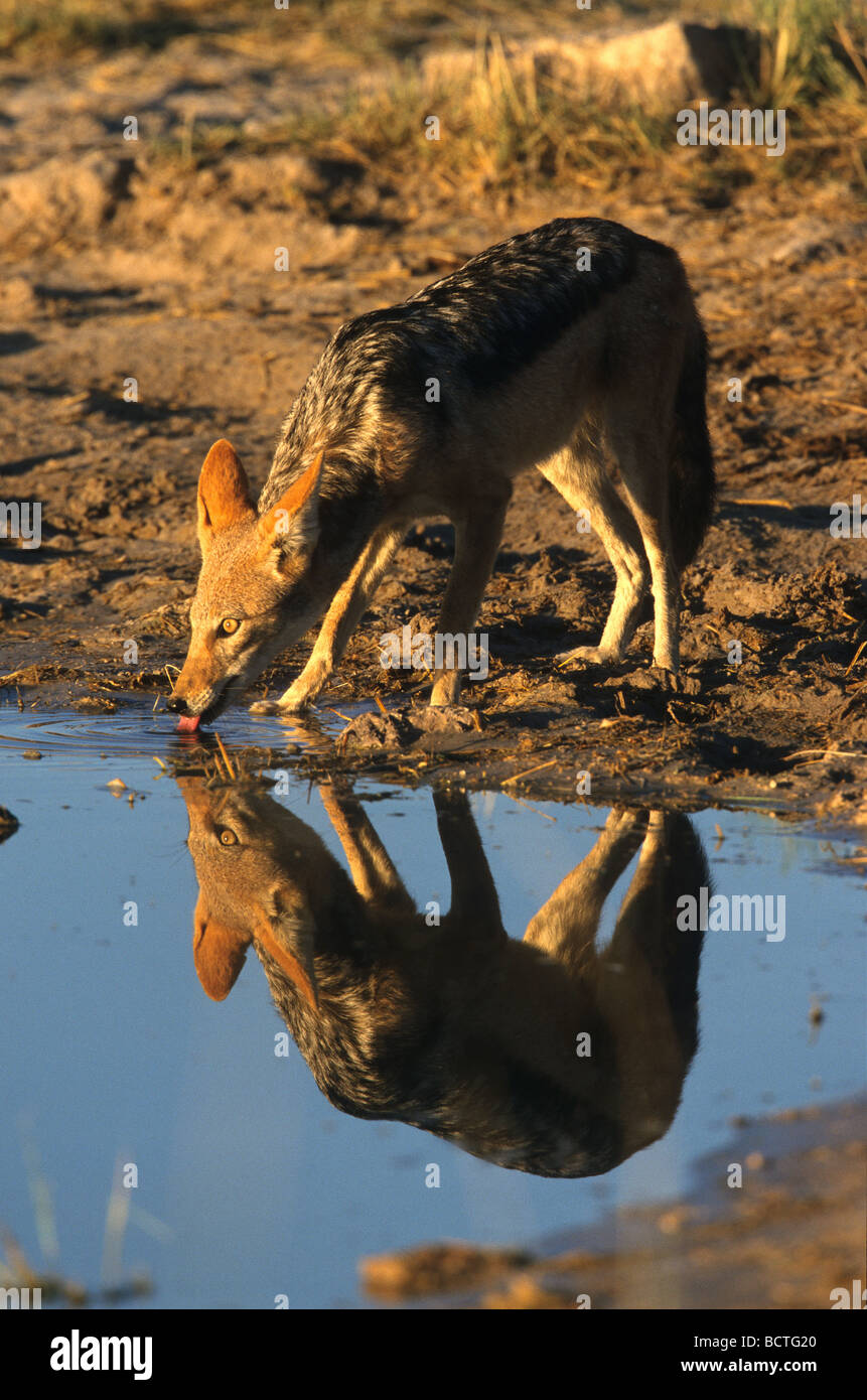 Black-backed Jackal (Canis Mesomelas), Mutter und Welpen, Etosha Nationalpark, Namibia, Afrika Stockfoto