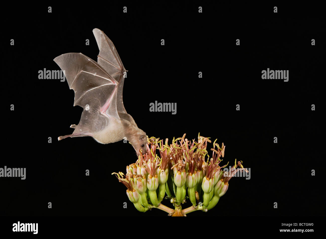 Geringerem Langnasen Bat Leptonycteris Curasoae Erwachsenen im Flug in der Nacht Fütterung auf Agave Blüte Agave Spp Tucson Arizona USA Stockfoto