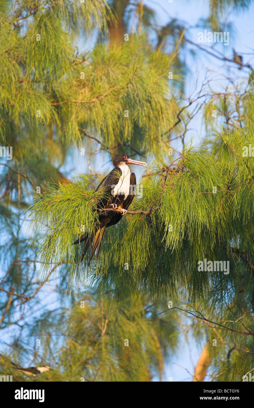 Weniger Frigatebird Fregata Ariel thront in einem Casuarina Baum auf Bird Island, Seychellen im April. Stockfoto