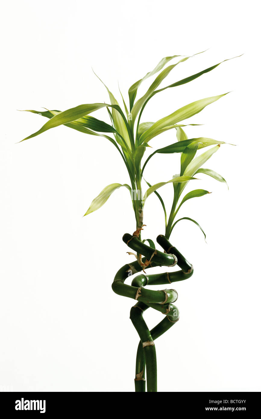 Lucky Bamboo (Dracaena Sanderiana Stockfotografie Alamy