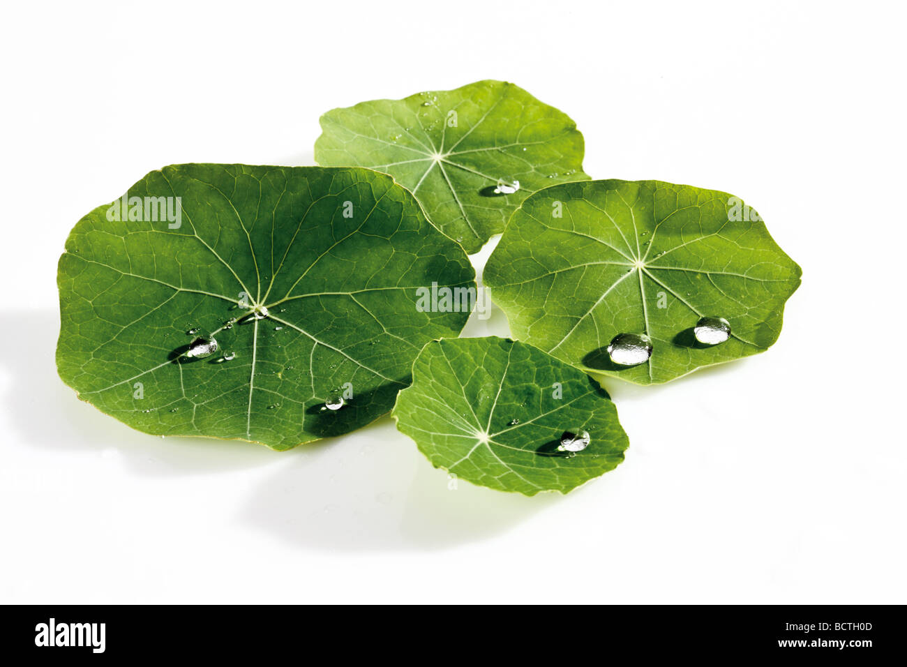 Indische Kresse (Tropaelum Majus), Blättern bedeckt mit Wassertropfen Stockfoto