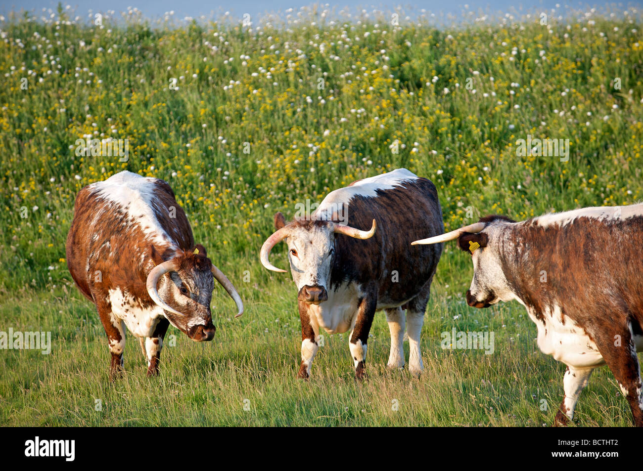 English Longhorn-Rinder Stockfoto