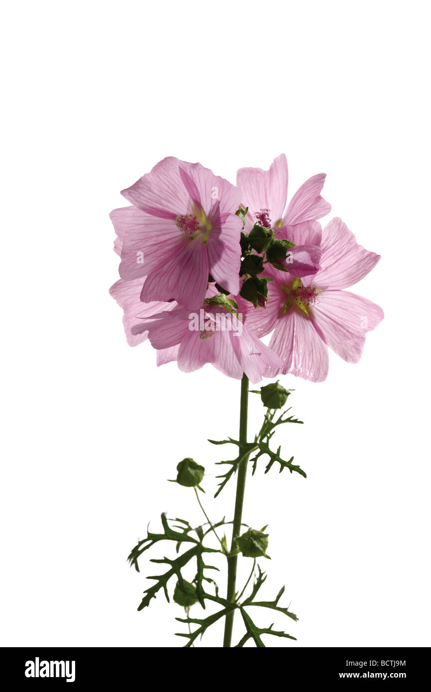 Hohe Malve (Malva Sylvestris) Stockfoto