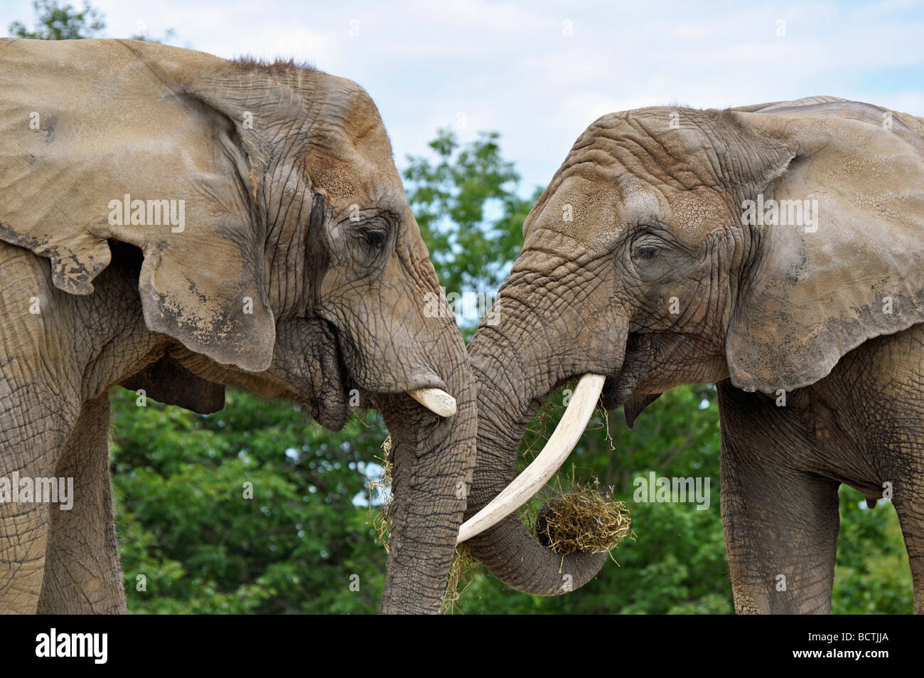 Afrikanische Elefanten Stockfoto