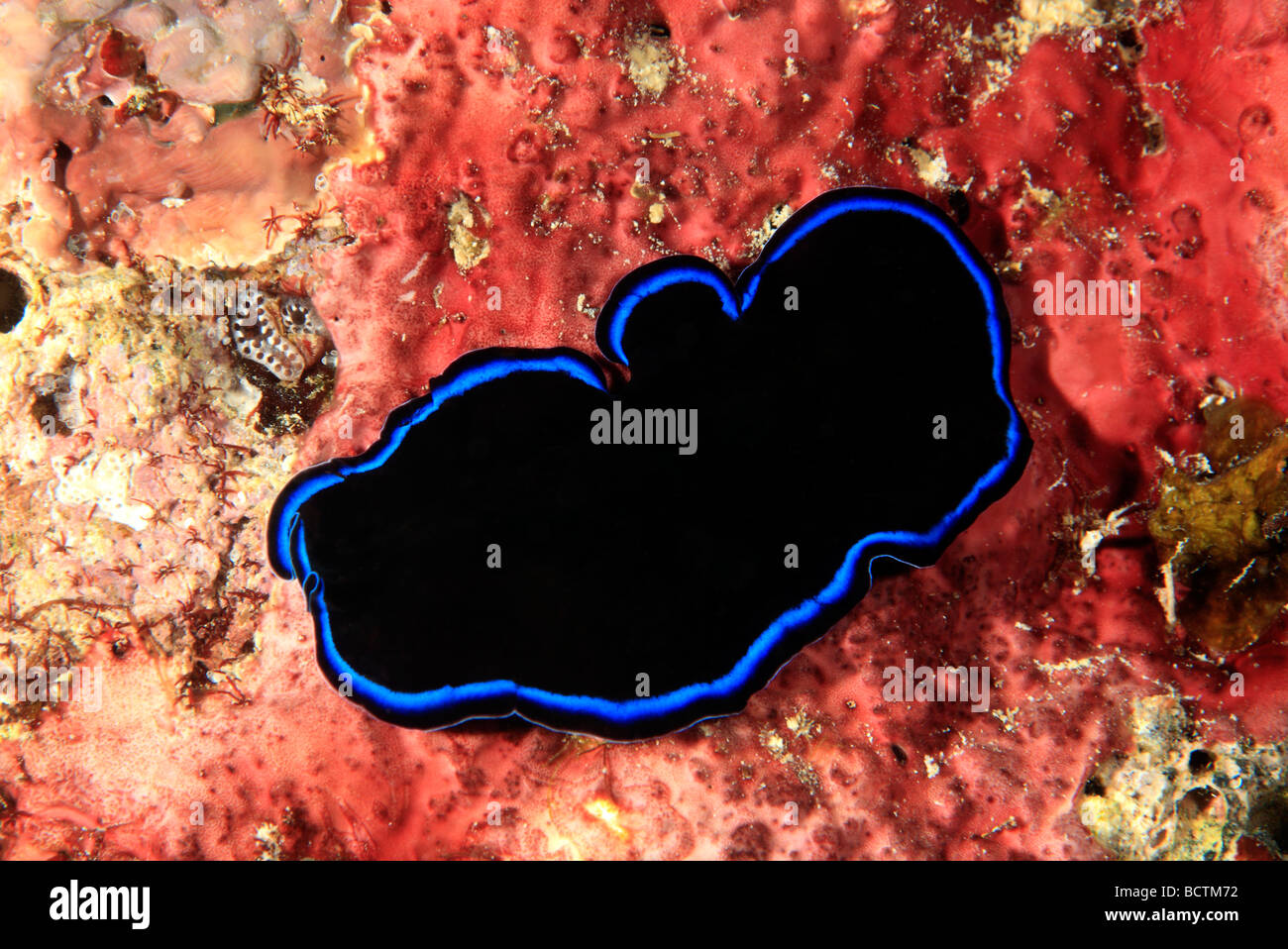 Marine Flatworm, Saphir Flatworm Pseudoceros Sapphirinus, kriechen auf dem Riff unter Wasser. Stockfoto