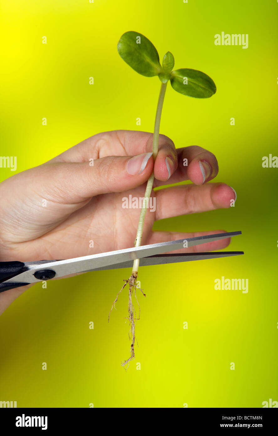 Hände mit einer Schere schneiden der Wurzeln eines Keimlings Stockfoto