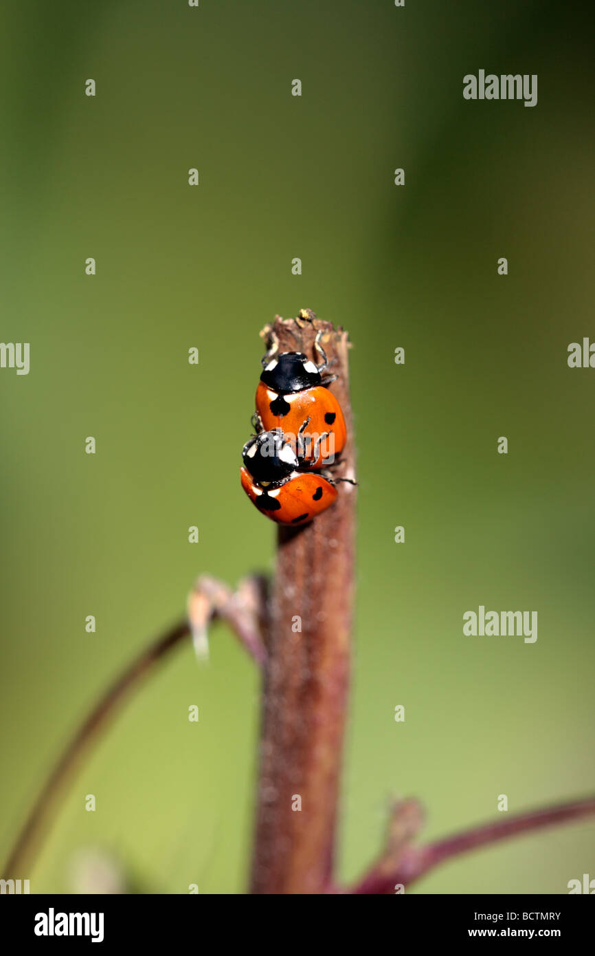 Seven Spot Ladybird (Coccinella septempunctata) Paarung Stockfoto