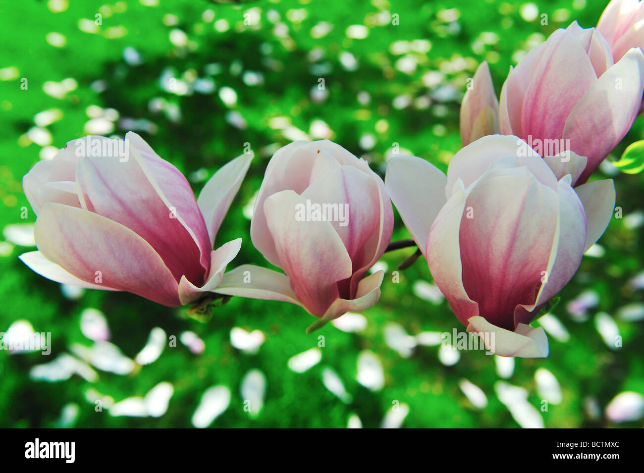 magnolie, Blumen, Blüten, Blumentherapie, Liebe zum Gärtnern, Gartenheiligtümer Stockfoto