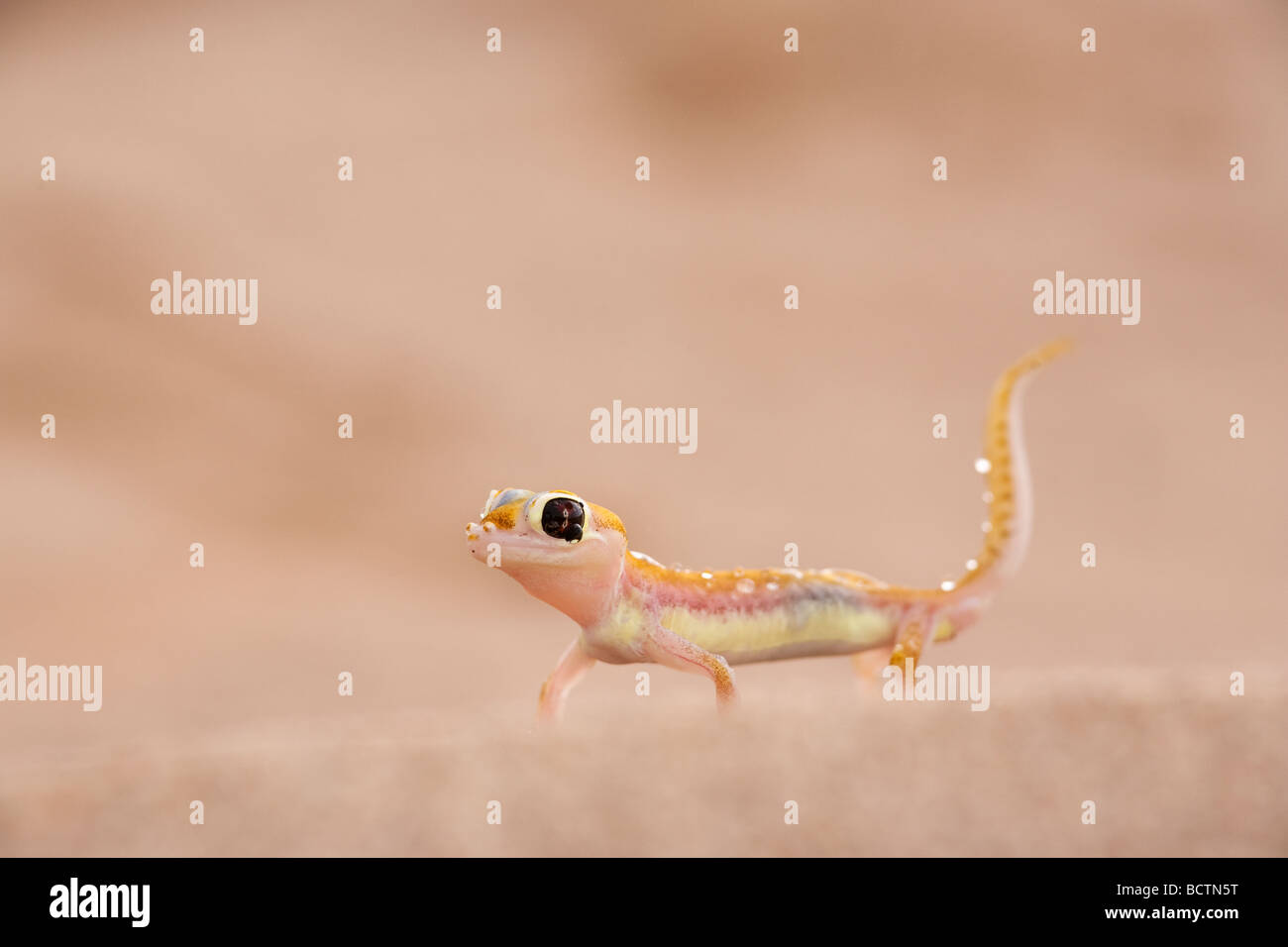 Webfooted Gecko Palmatogecko Rangei Namibwüste Namibia Stockfoto