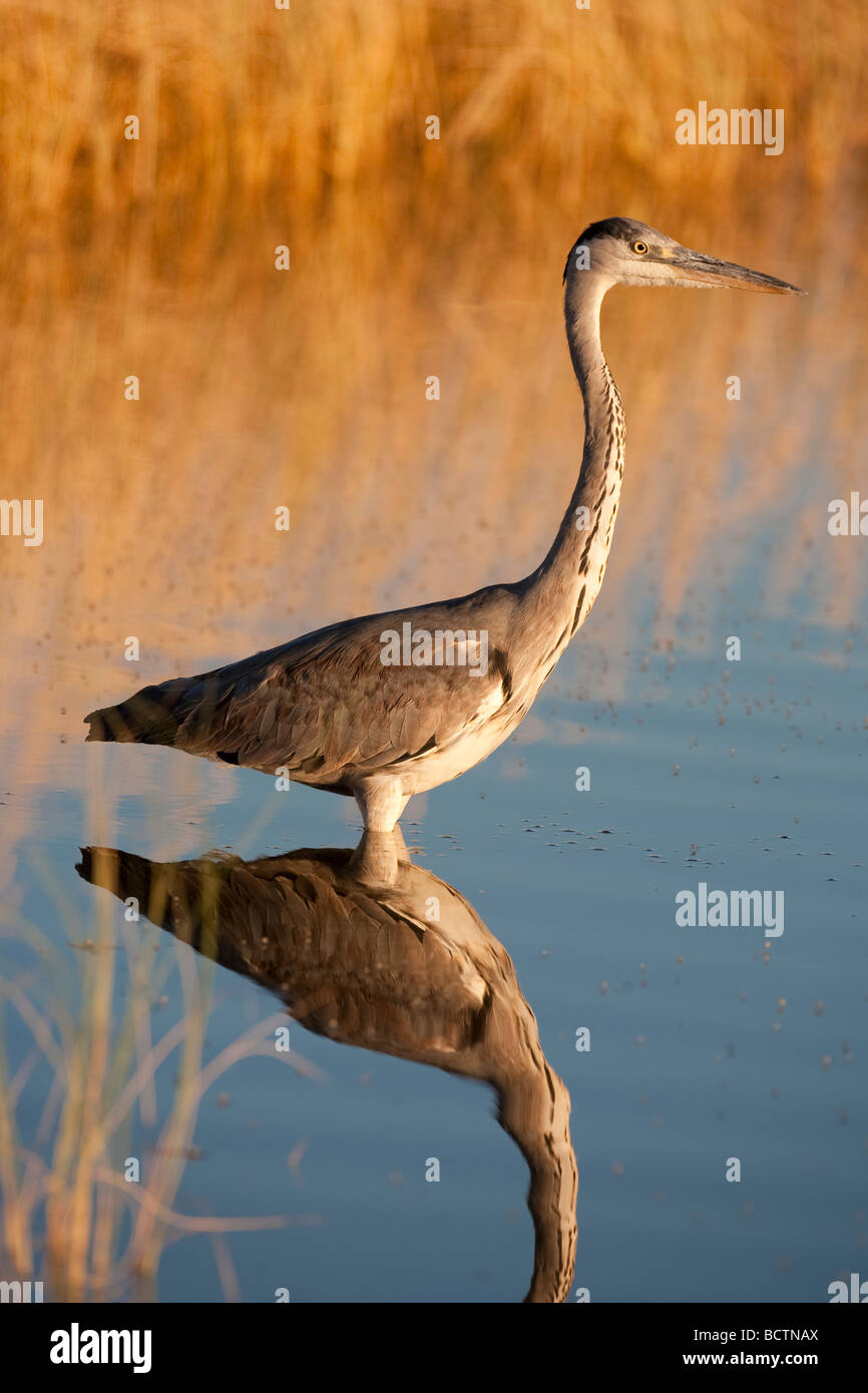 Graureiher Ardea Cinerea Etosha Nationalpark Afrika Stockfoto