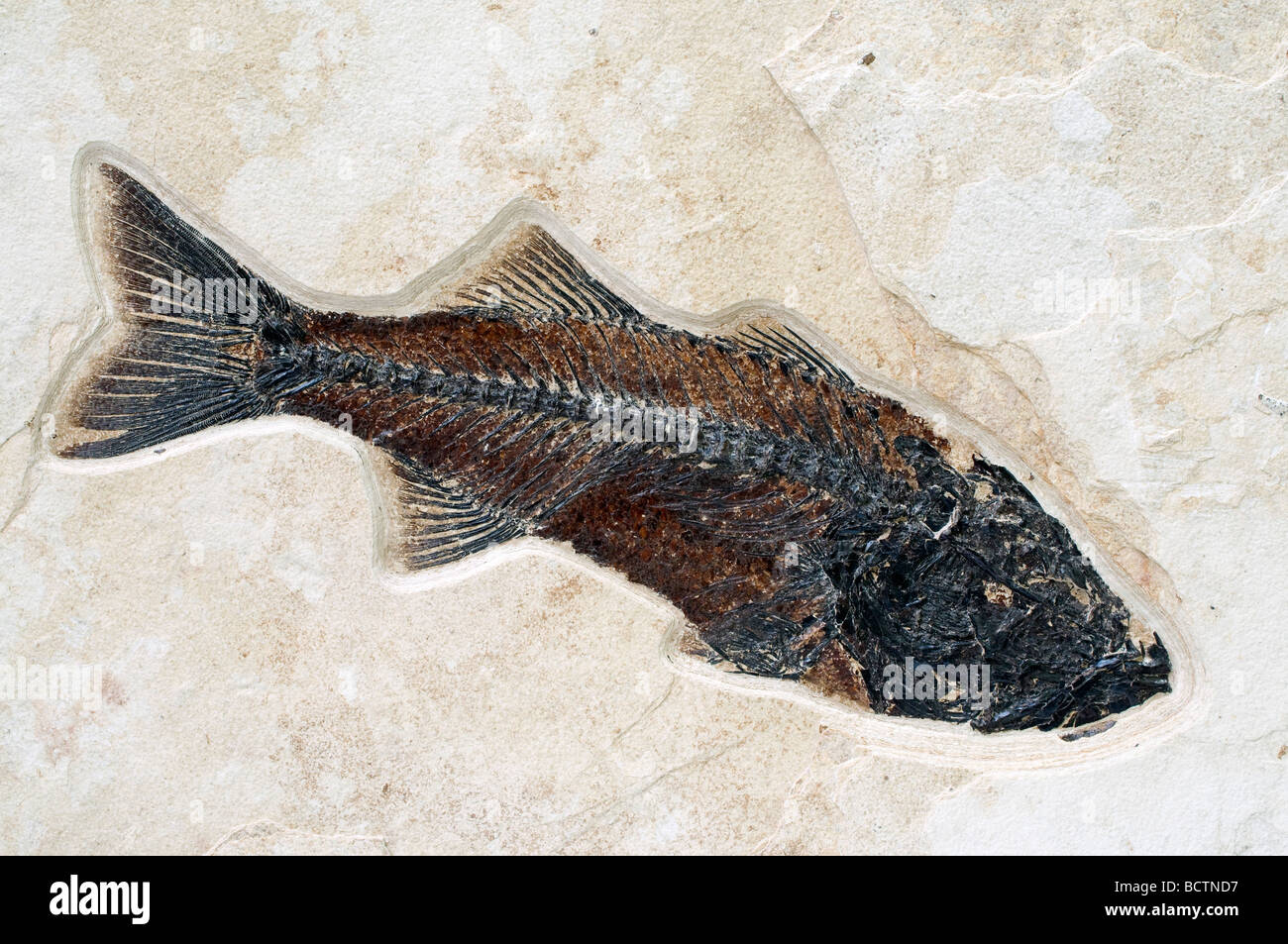Fossile Forelle Mioplosus labracoides Green River Formation in Wyoming USA von Dominique Braud/Dembinsky Foto Assoc Stockfoto