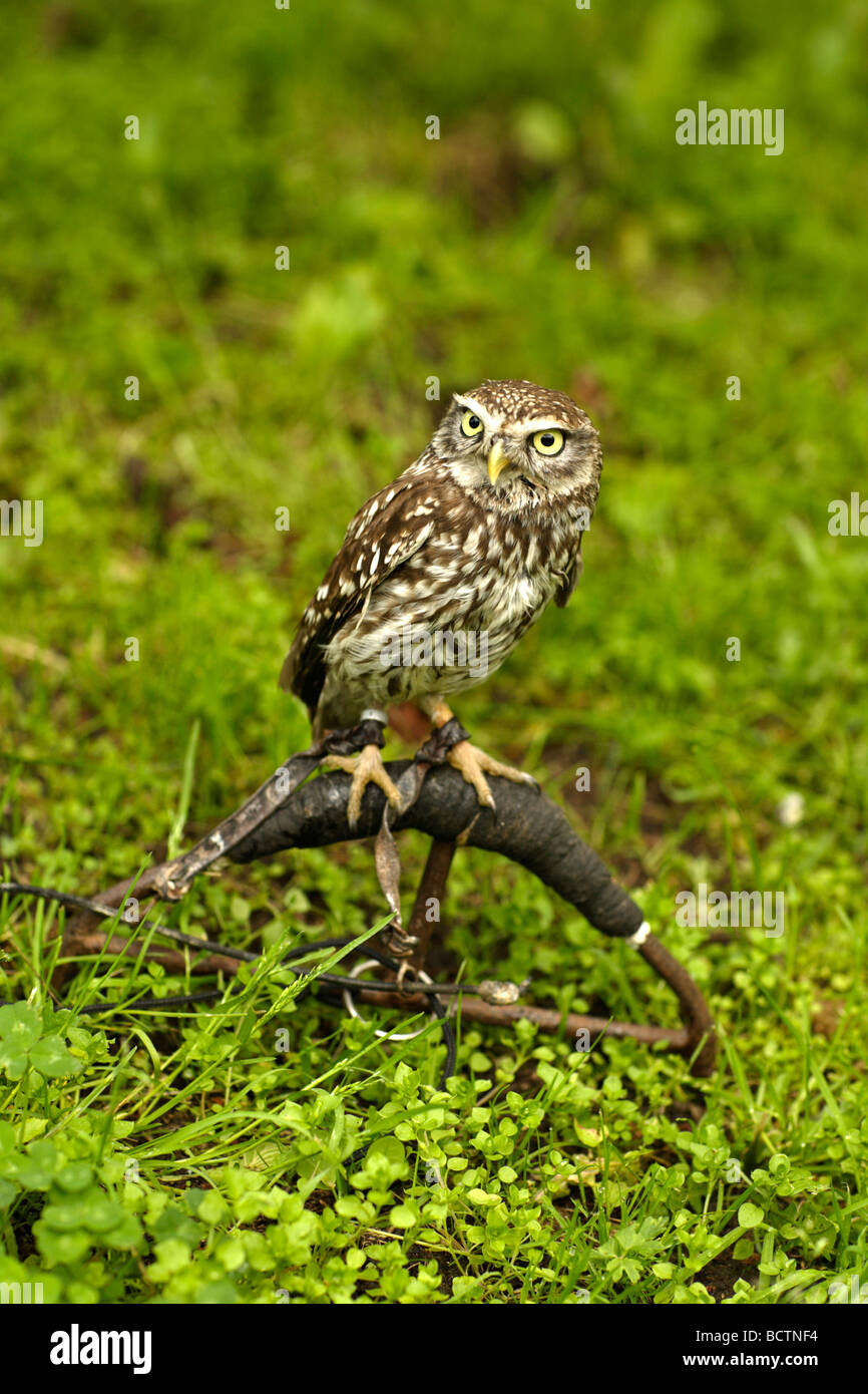 Steinkauz Athene noctua Stockfoto