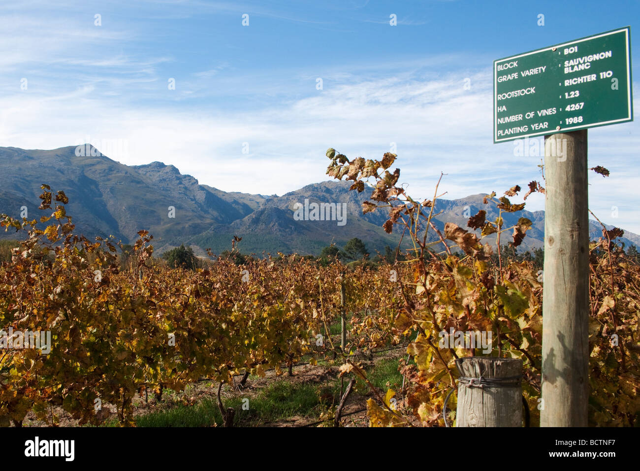 Sauvignon Blanc Reben Guesthouse Cape Winelands Westkap Südafrika Stockfoto