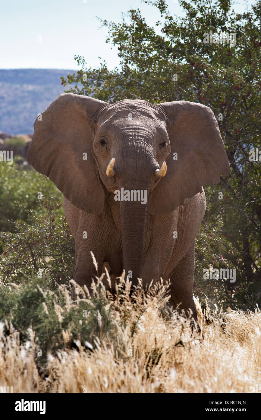 Elefant Loxodonta Africana Kunene Region Namibias Wüste Stockfoto