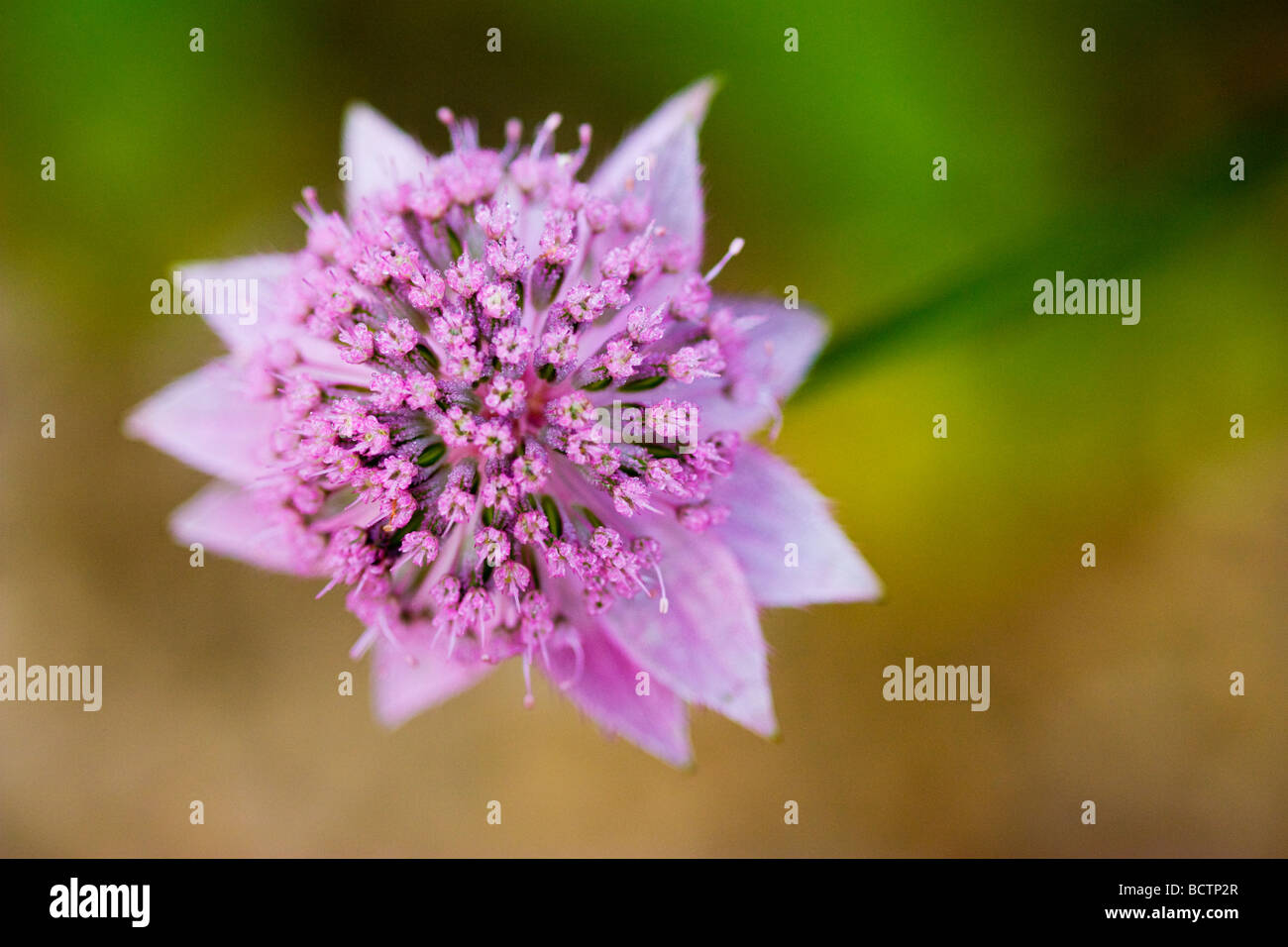 Rosa Astrantia große Stockfoto