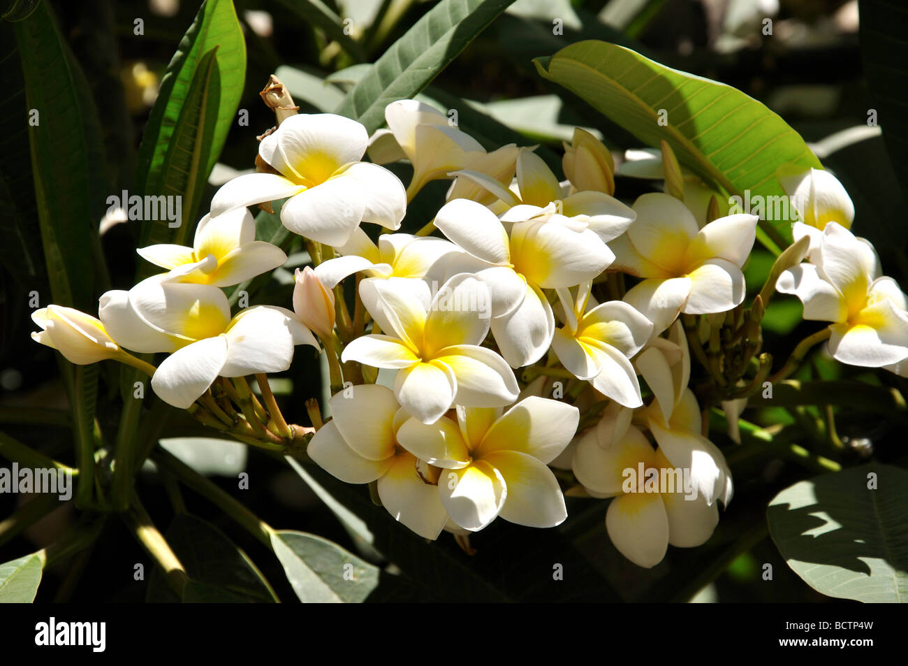 Frangipani Blüten, Malaga, Costa del Sol, Provinz Malaga, Andalusien, Spanien Stockfoto