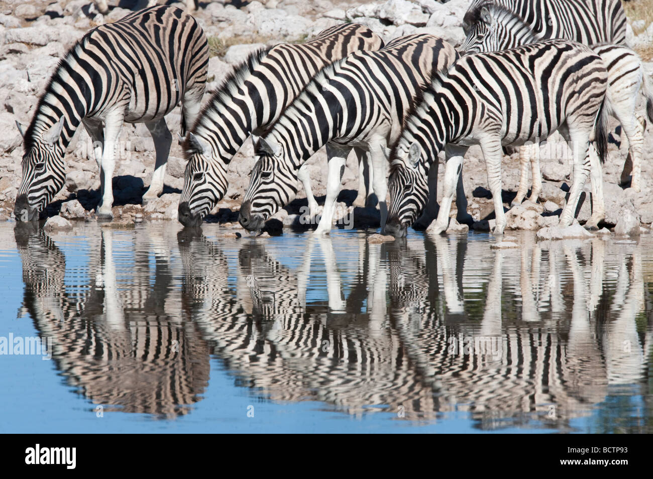 Burchells Ebenen Zebra Equus Burchelli am Wasserloch Etosha Nationalpark Namibia Stockfoto