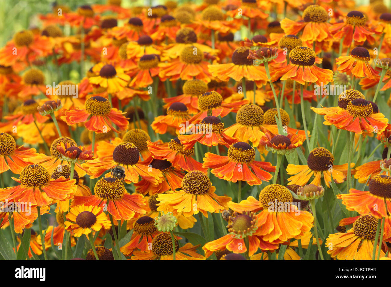 Sneezweed Orange gelbe Blumen blühenden Helenium 'Waltraut' Stockfoto