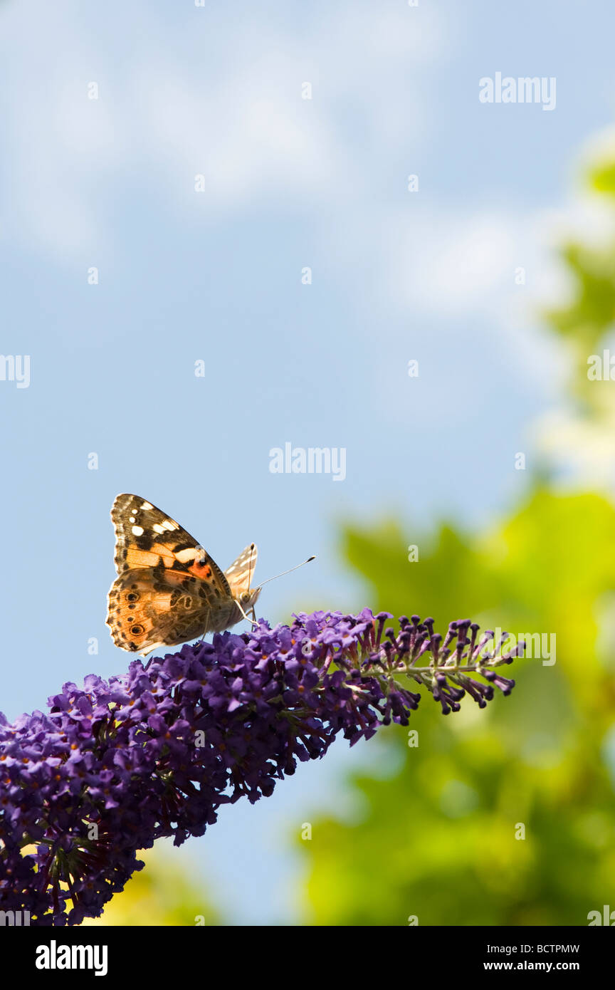 Vanessa cardui. Painted Lady butterfly Fütterung auf buddleja in einem englischen Garten Stockfoto